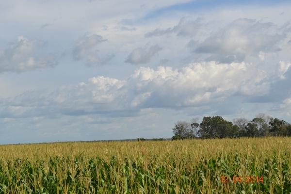 Boa Hora se torna um dos grandes produtores de soja do Piauí - Imagem 63