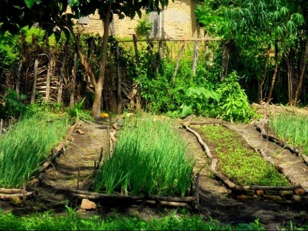 Curso de Horticultor Orgânico beneficia moradores - Imagem 4