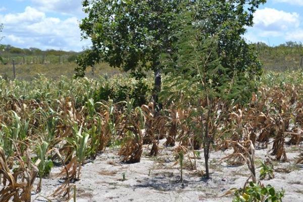 Falta de chuva prejudica plantação e pecuária em Pimenteiras - Imagem 7