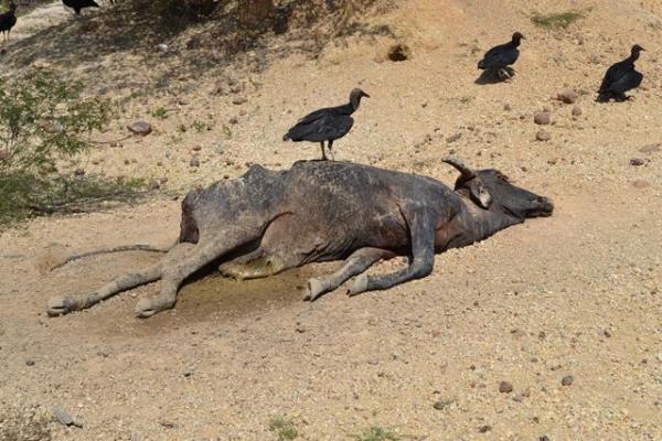 Falta de chuva prejudica plantação e pecuária em Pimenteiras - Imagem 6