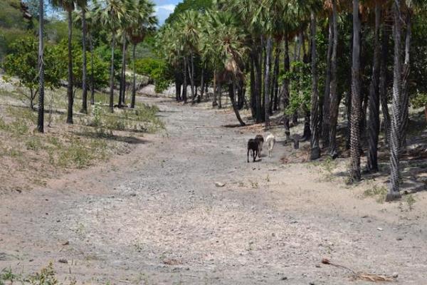 Falta de chuva prejudica plantação e pecuária em Pimenteiras - Imagem 9