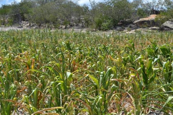 Falta de chuva prejudica plantação e pecuária em Pimenteiras - Imagem 8