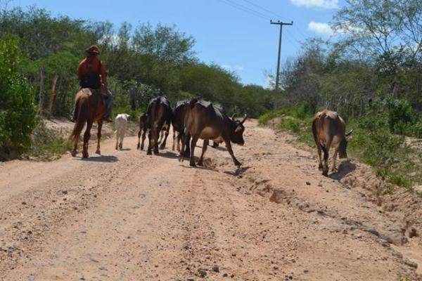 Falta de chuva prejudica plantação e pecuária em Pimenteiras - Imagem 4