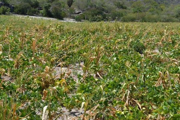 Falta de chuva prejudica plantação e pecuária em Pimenteiras - Imagem 3