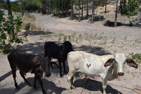 Falta de chuva prejudica plantação e pecuária em Pimenteiras - Imagem 10