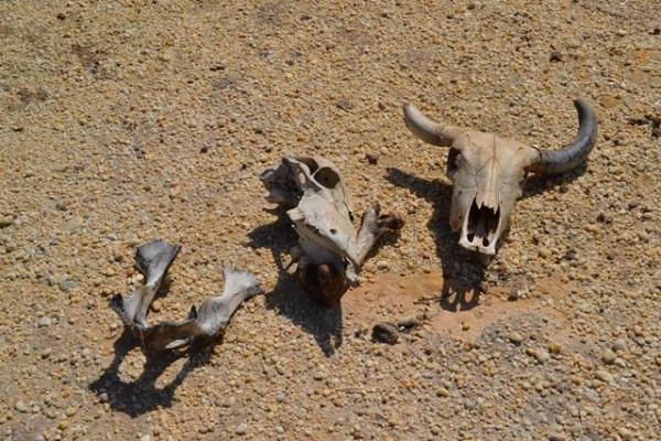 Falta de chuva prejudica plantação e pecuária em Pimenteiras - Imagem 5