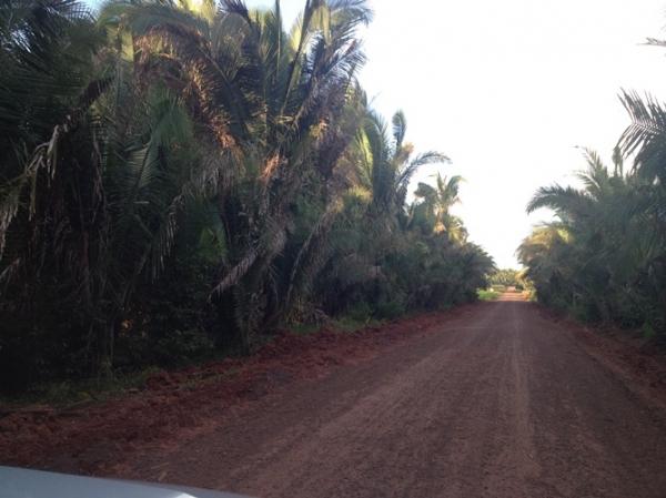 Estrada Mussum - Lagoa do Egito está sendo recuperada pela PMU - Imagem 2