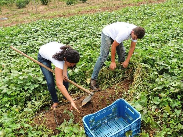 Dia de Campo mostra a importância dos produtos biofortificados - Imagem 17