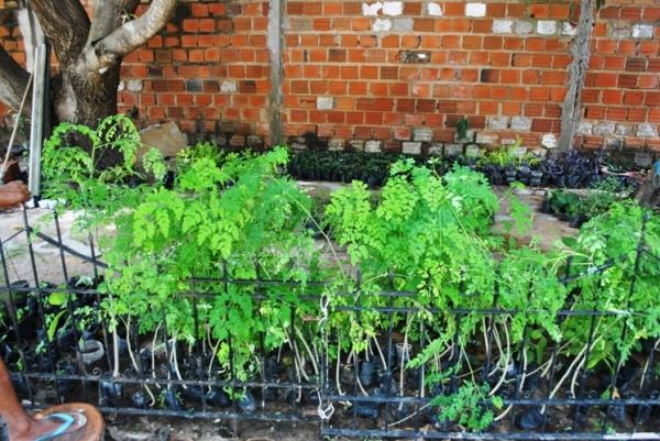 Programação definida para comemorar o dia mundial do Meio Ambiente - Imagem 1