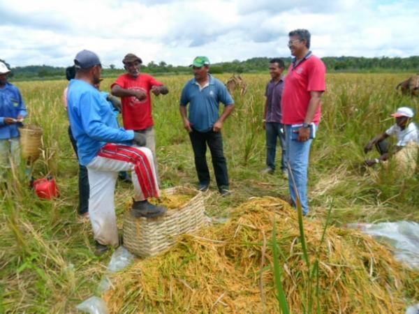 Lavradores comemoram sucesso na produção de arroz em Amarante - Imagem 21