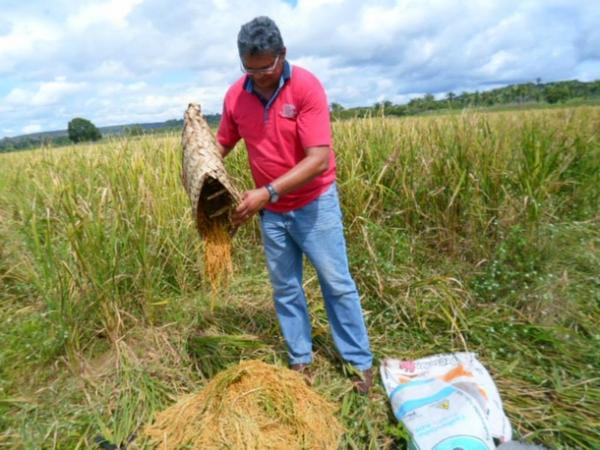 Lavradores comemoram sucesso na produção de arroz em Amarante - Imagem 6