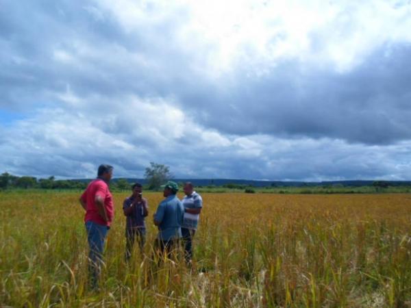 Lavradores comemoram sucesso na produção de arroz em Amarante - Imagem 10
