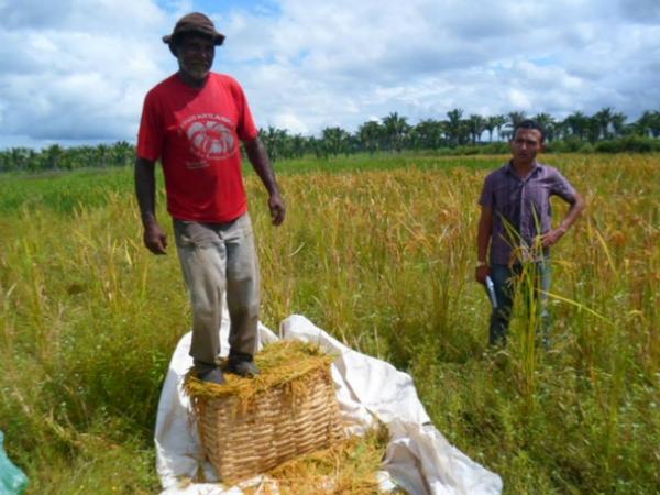 Lavradores comemoram sucesso na produção de arroz em Amarante - Imagem 15