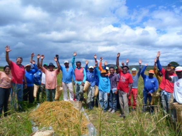Lavradores comemoram sucesso na produção de arroz em Amarante - Imagem 8