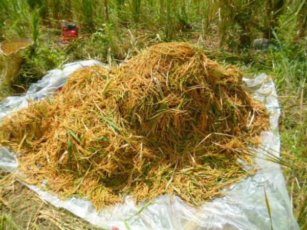 Lavradores comemoram sucesso na produção de arroz em Amarante - Imagem 5