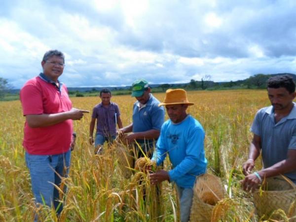 Lavradores comemoram sucesso na produção de arroz em Amarante - Imagem 9