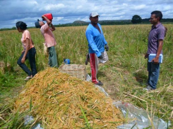 Lavradores comemoram sucesso na produção de arroz em Amarante - Imagem 11