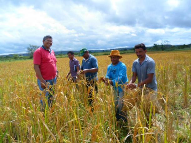 Lavradores comemoram sucesso na produção de arroz em Amarante