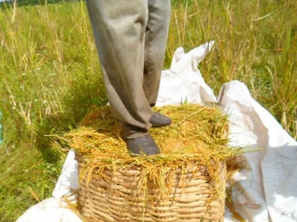 Lavradores comemoram sucesso na produção de arroz em Amarante - Imagem 3