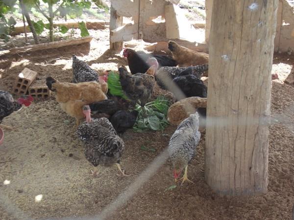 Training do SEBRAE visitam Projeto PAIS em Santa Rosa do Piauí - Imagem 10