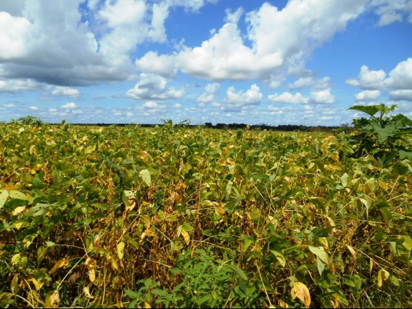 Começa a colheita da Soja boahorense - Imagem 9