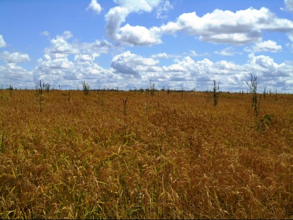 Começa a colheita da Soja boahorense - Imagem 12
