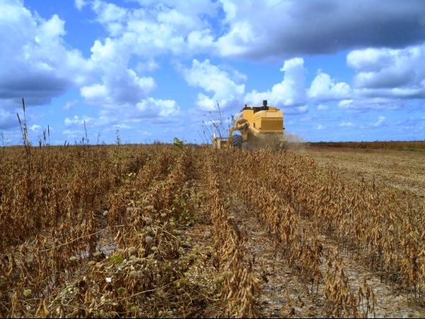 Começa a colheita da Soja boahorense - Imagem 15