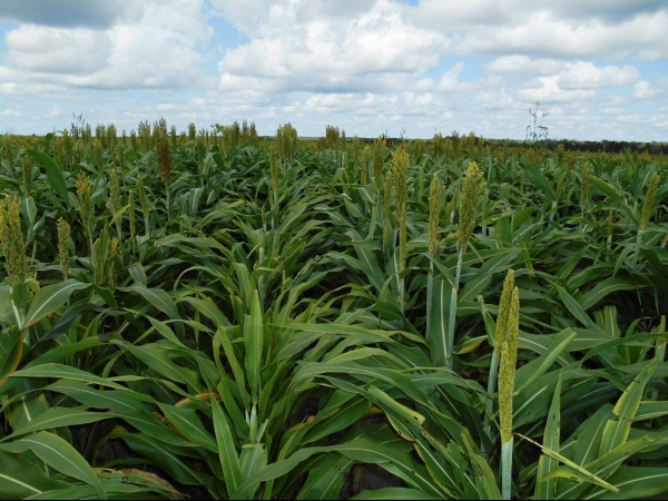 Começa a colheita da Soja boahorense - Imagem 21