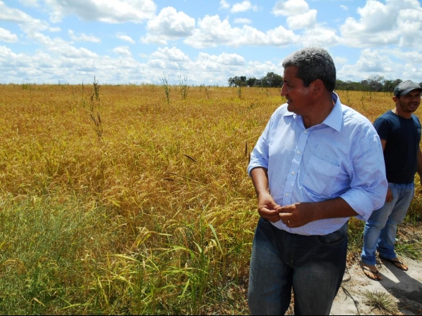 Começa a colheita da Soja boahorense - Imagem 10