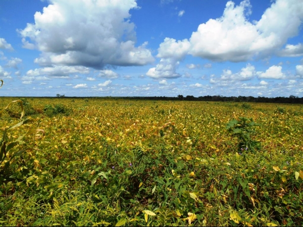 Começa a colheita da Soja boahorense - Imagem 3