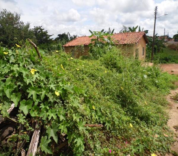 Cansada de esperar providências da Prefeitura, mulher decide roçar rua onde mora  - Imagem 9