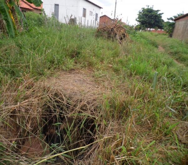 Cansada de esperar providências da Prefeitura, mulher decide roçar rua onde mora  - Imagem 4