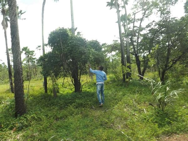 Secretário de Cultura, Professor Bill, e sua equipe começam os preparativos para o II Festejo Junino
