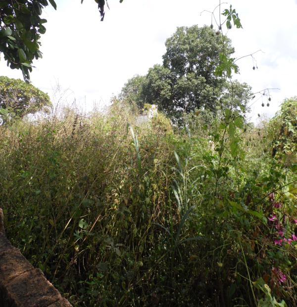 Matagal assusta! Cemitério da Lagoa de Fora tomado pelo mato - Imagem 16
