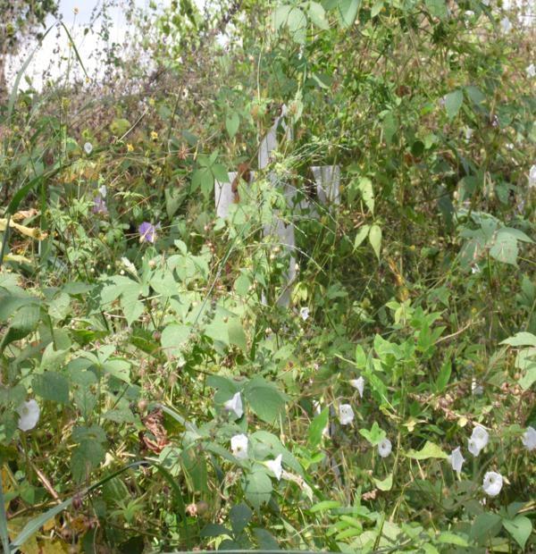 Matagal assusta! Cemitério da Lagoa de Fora tomado pelo mato - Imagem 6