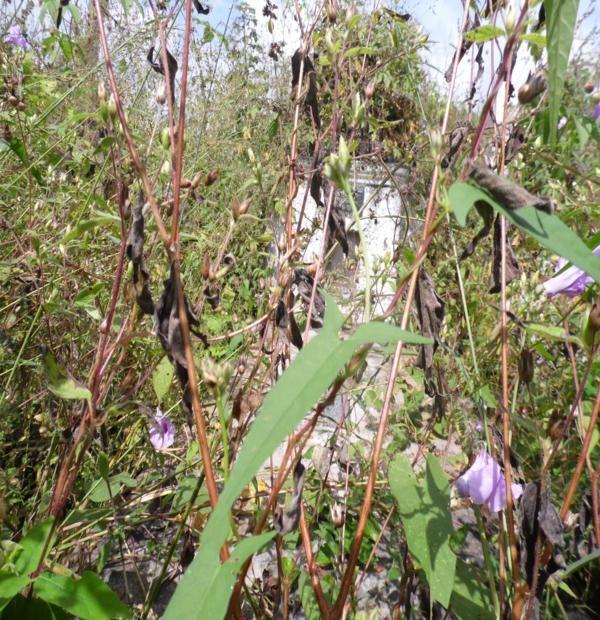 Matagal assusta! Cemitério da Lagoa de Fora tomado pelo mato - Imagem 4