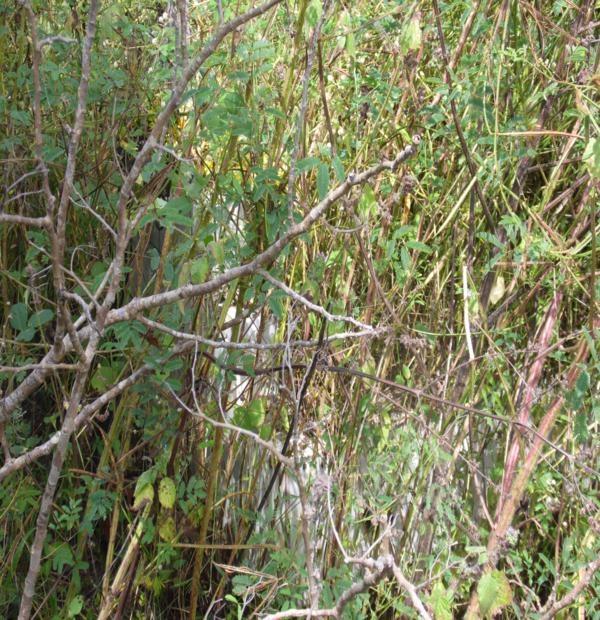 Matagal assusta! Cemitério da Lagoa de Fora tomado pelo mato - Imagem 12