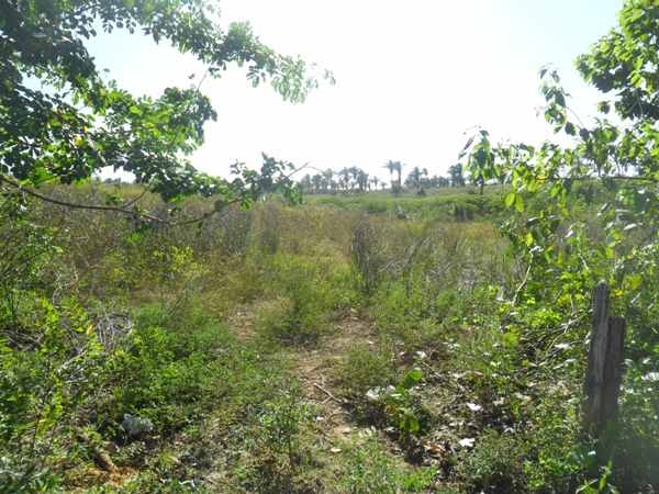  Prefeitura de Lagoinha prepara Terreno para construção de Ginásio - Imagem 2