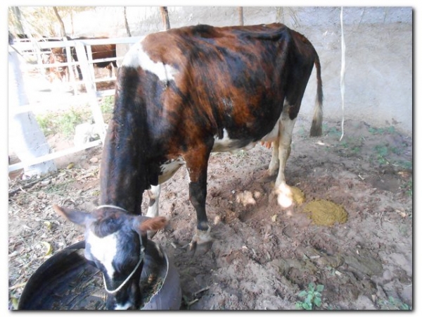 Comunidade inhumense comemora o aniversário de Inhuma em grande Estilo - Imagem 165