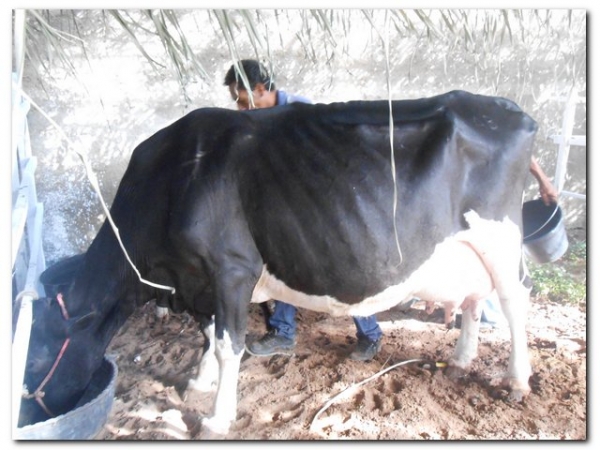 Comunidade inhumense comemora o aniversário de Inhuma em grande Estilo - Imagem 166