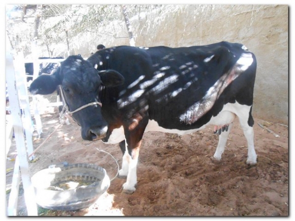 Comunidade inhumense comemora o aniversário de Inhuma em grande Estilo - Imagem 171