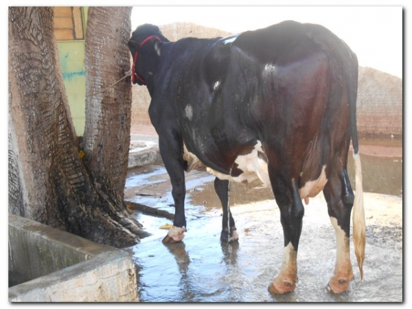 Comunidade inhumense comemora o aniversário de Inhuma em grande Estilo - Imagem 176