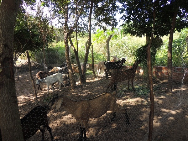 Feira resgata a importância da agricultura familiar - Imagem 19