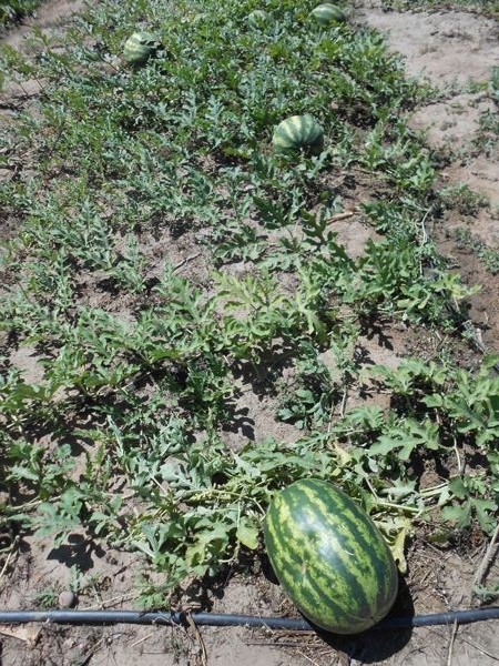 Secretário de Santa Rosa participa de curso sobre cultivo da melancia - Imagem 2