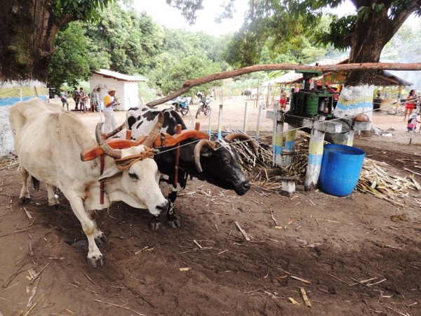 Turistas prestigiam Sitio Buritizinho no Festival de Inverno  - Imagem 10