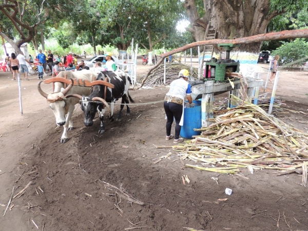 Turistas prestigiam Sitio Buritizinho no Festival de Inverno  - Imagem 30