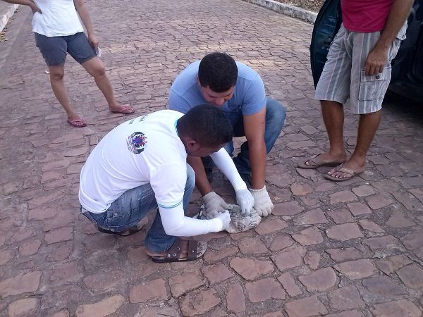 Saúde Realiza Campanha de Vacinação Anti-rábica Animal 