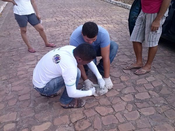 Saúde Realiza Campanha de Vacinação Anti-rábica Animal - Imagem 2