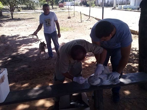Saúde Realiza Campanha de Vacinação Anti-rábica Animal - Imagem 1