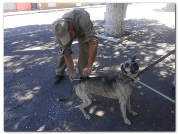 Campanha de Vacinação Contra a Raiva - Imagem 1